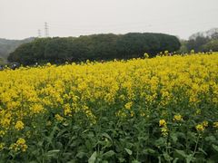 -西湖风景区-江洋畈生态公园