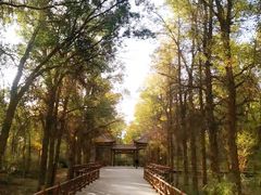 -金塔沙漠胡杨林景区