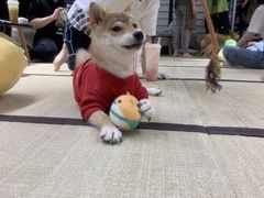 -逗柴咖啡屋·狗咖猫咖宠物桌游
