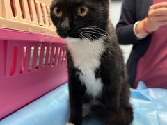 -纳吉亚猫专科动物诊疗中心(蒋宅口分院)