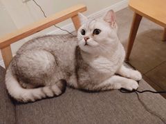 -猫友咖啡店(玉林西路店)