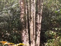 -广州市石门国家森林公园