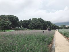 -玫瑰小镇