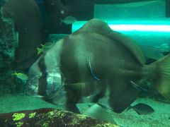 -悉尼海洋生物水族馆