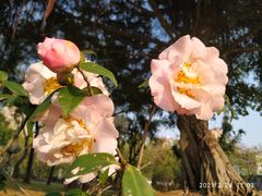 -文华公园(禅城区)