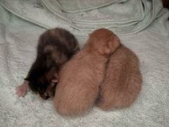 -喜洋洋宠物医院(震川路总店)