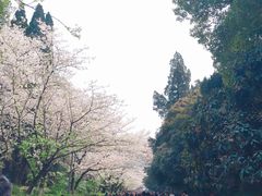 -武汉大学-樱园