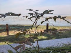 -阳澄湖费尔蒙酒店
