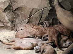 -绿色星球动物主题公园