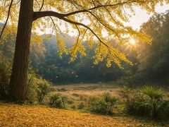 -千年银杏谷文化旅游区