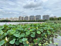 -南翔镇银翔湖公园