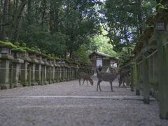 -% Arabica(京都东山店)