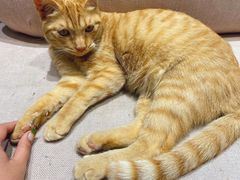 -藏猫猫咖啡主题馆(中央大道店)