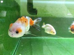 -甜心闲生传统手工冰粉(奎星楼店)