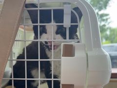 -芭比堂动物医院·CT·微创中心(新顺分院)