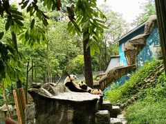 -中国大熊猫保护研究中心雅安碧峰峡基地