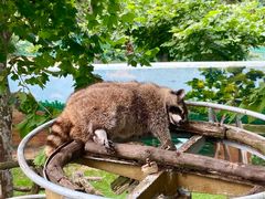 -西霞口神雕山野生动物世界