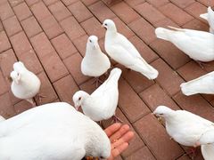 -王府井奥莱临潼小镇(临潼店)