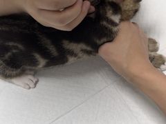 -东莞宠友24H宠物中心医院·转诊夜诊·异宠(新河北路院)