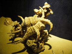 -亚龙湾中心广场·贝壳馆