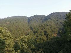 -铁山坪森林公园