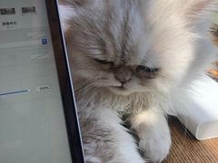 -猫的茶·猫咖