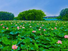 -东郊湿地公园
