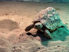 -上海大自然野生昆虫馆