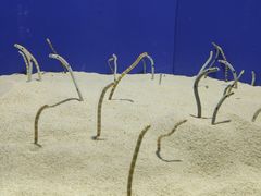 -上海海洋水族馆