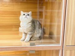 -猫十亿·布偶金渐层·曼基康矮脚猫舍(青年路店)