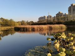 -前关湿地公园
