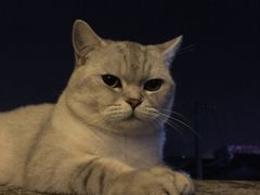 -灵美宠物诊所