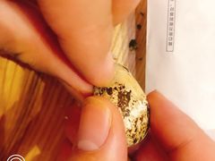 -百利鸽王(紫薇路店)