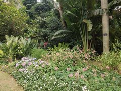 -深圳仙湖植物园
