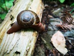 -素山寺森林公园
