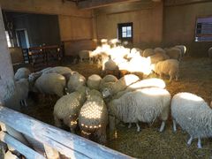 -神户市立六甲山牧场
