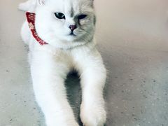 -飞行喵MR PILOT|猫舍·猫咖(静安大融城店)