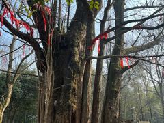 -西湖风景区十里琅珰-五云山