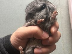-藦茜花园宠物主题亲子互动体验馆(国顺东路店)