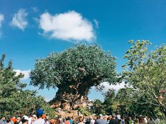 -奥兰多迪士尼动物王国乐园