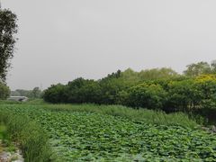 -大兴滨河森林公园