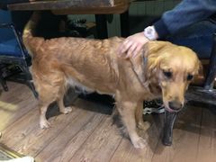 -百好乐宠物友好餐厅(朝外大街店)