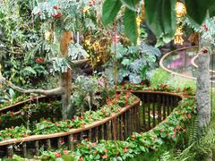 -正佳雨林生态植物园