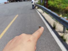 -大围山国家森林公园