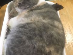 -藦茜花园宠物主题亲子互动体验馆(国顺东路店)