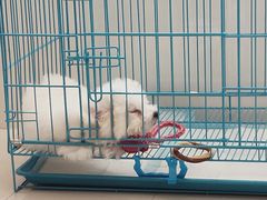 -翊宠yipet猫狗购宠庄园犬舍•猫舍