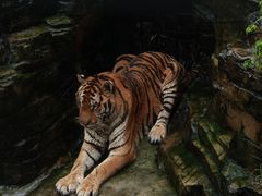 -大连森林动物园