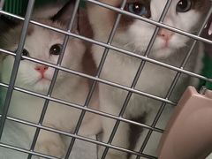 -康乐宝动物医院