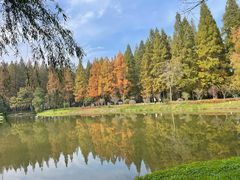 -黄海国家森林公园