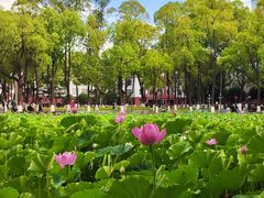 -四川大学(望江校区)